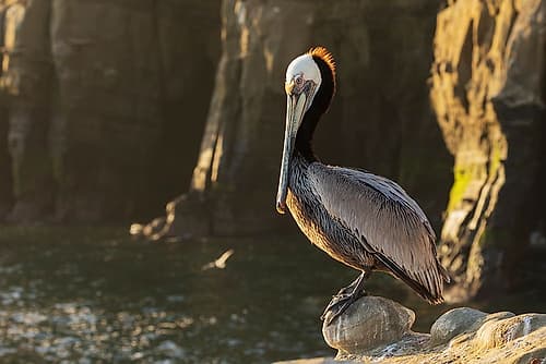 Brown pelican at first light Coastal Print